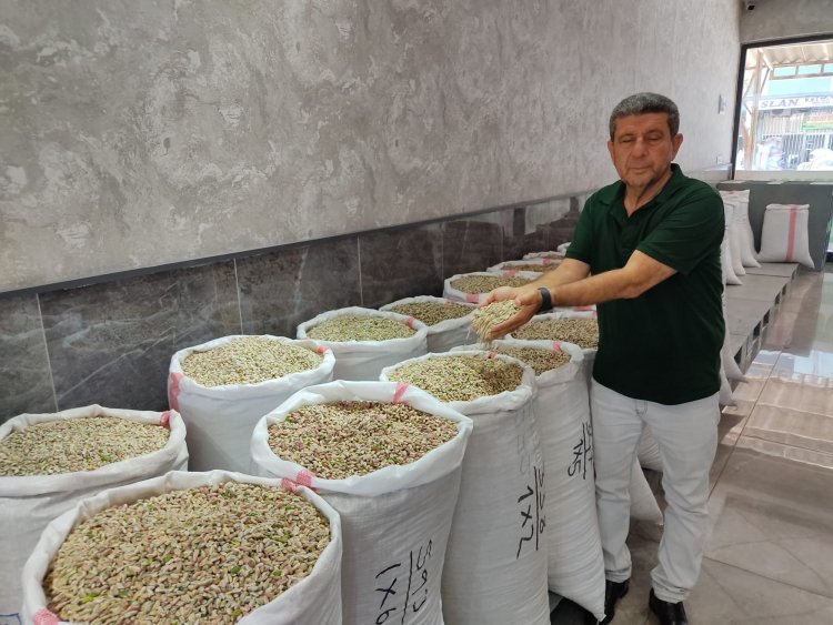 Nizip’te Boz fıstık sezonu kapandı