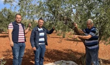 Zeytin zararları konusunda kontroller sürüyor