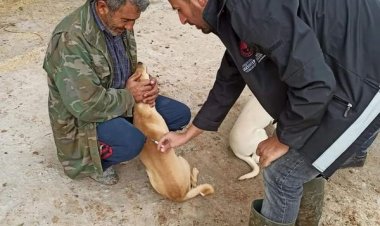 Nizip'te kuduz aşısı çalışmaları sürüyor