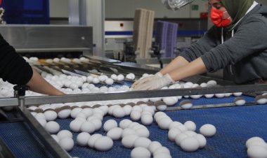 Nizip’te kurulan modern tesiste yumurta üreteliyor