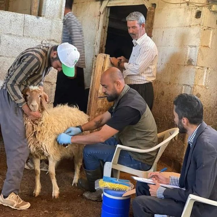 Küçükbaş hayvanlar salgın hastalıklara karşı aşılanıyor