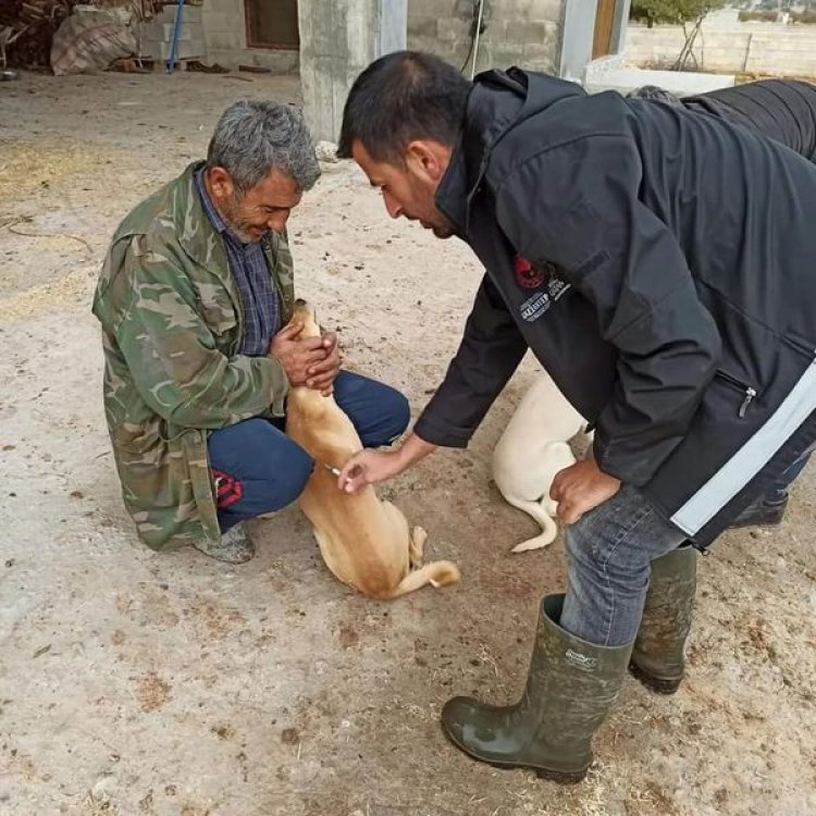 Nizip'te kuduz aşısı çalışmaları sürüyor