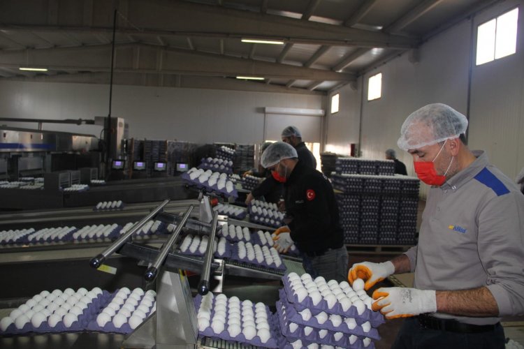 Nizip’te kurulan modern tesiste yumurta üreteliyor
