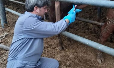 İthal hayvanlardan kan alınıyor