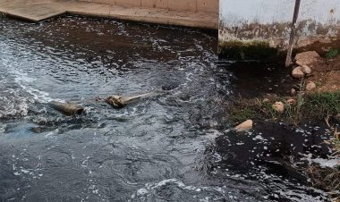 Nizip’te doğa katliamı 