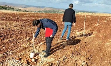 Nizip'te tarlalarda sertifikalı fidan kontrolleri