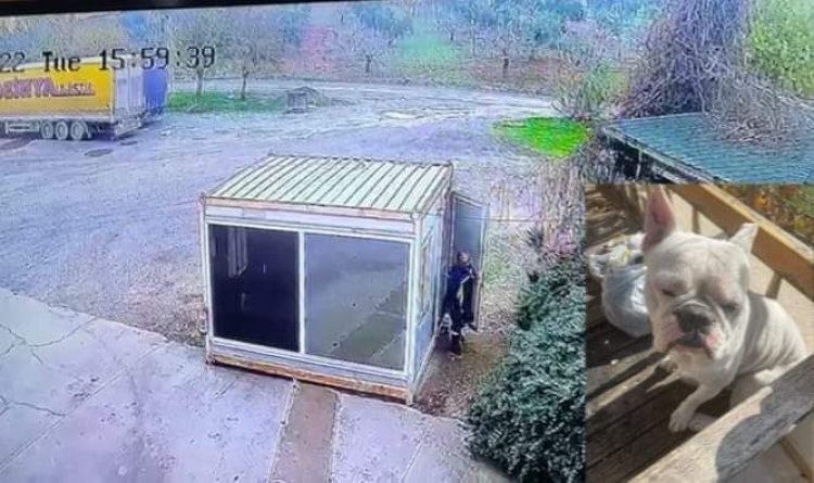 Fransız bonglogu cinsi köpeği çalan hırsız güvenlik kamerasına takıldı