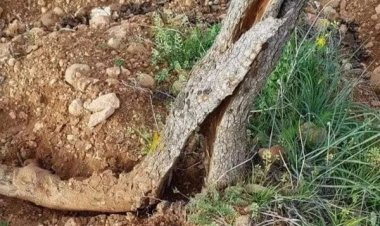 Tarım ve Orman Müdürlüğü Çiftleri Uyardı