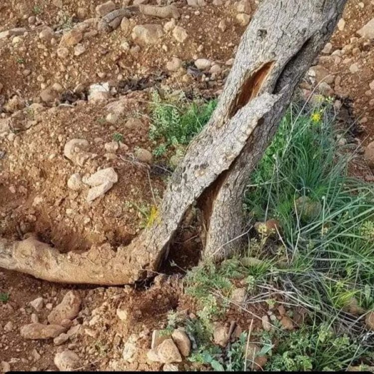 Tarım ve Orman Müdürlüğü Çiftleri Uyardı