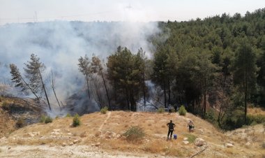 Nizip'te ormanlık alanda yangın