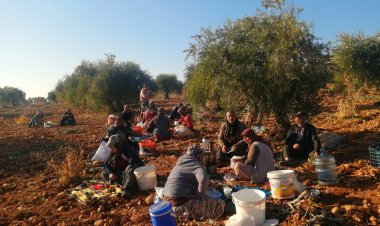 Bereketli Topraklarda Zeytin Mesaisi Başladı: Nizip’te Hasat Zamanı