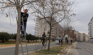 Nizip Belediyesi’nden ağaç budama çalışması