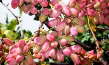 Yeşil Altında Yüksek Rekolte Bekleniyor