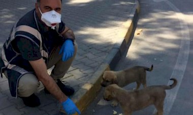 Polis memurundan sokak hayvanlarına yem ve su