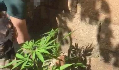 EVİNDE HİNT KENEVİRİ YETİŞTİREN ŞAHIS YAKALANDI