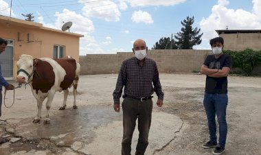 Nizip’li çiftçi 'Biz bize yeteriz' kampanyasına ineğini bağışladı