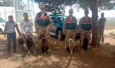Nizip Jandarma Kayıp Koyunları Buldu