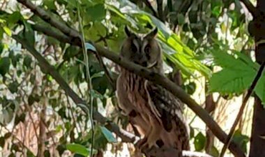 "Kulaklı Orman Baykuşu" Nizip’te görüntülendi
