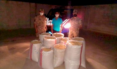 Fıstık Hırsızlığı Şüphelisi Kaçamadı 