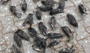 Nizip'te Sığırcık Kuşların esrarengiz ölümü 