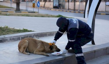 Nizip Belediyesi Sokak hayvanlarını unutmuyor