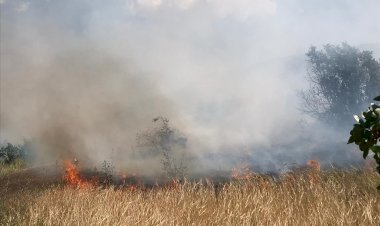 Nizip'te orman yangını