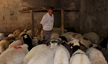 Nizip'te kurbanlık satışları başladı