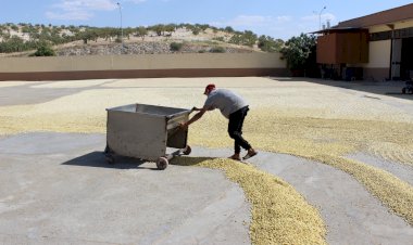 Nizip’te Boz fıstık sezonu başladı