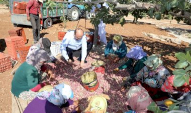 Belediye Başkanı Sarı, fıstık hasadında