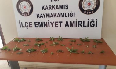 Çiçek saksısı içinde kenevir yetiştiren şahıs yakalandı