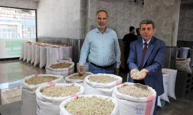 Nizip’te fıstık ihracatı fiyatları artırdı