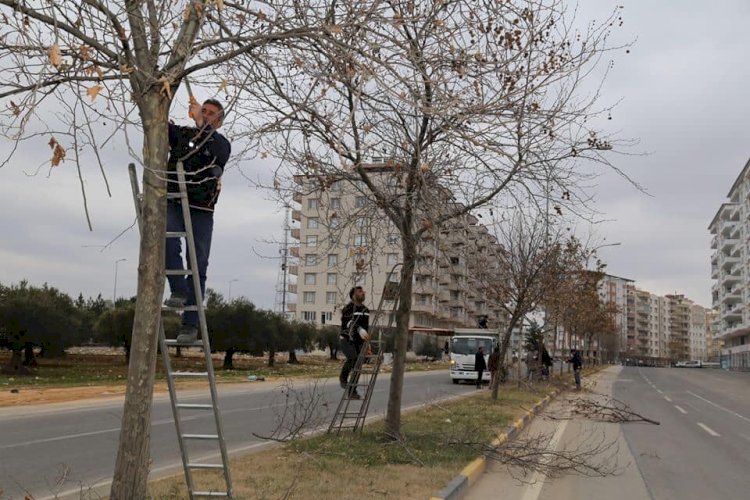 Nizip Belediyesi’nden ağaç budama çalışması