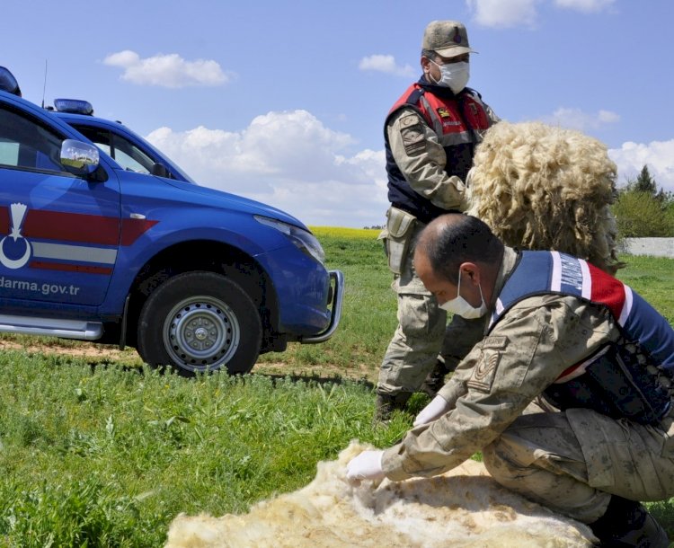 Jandarma yalnız yaşayan yaşlı adamın koyunlarını kırktı