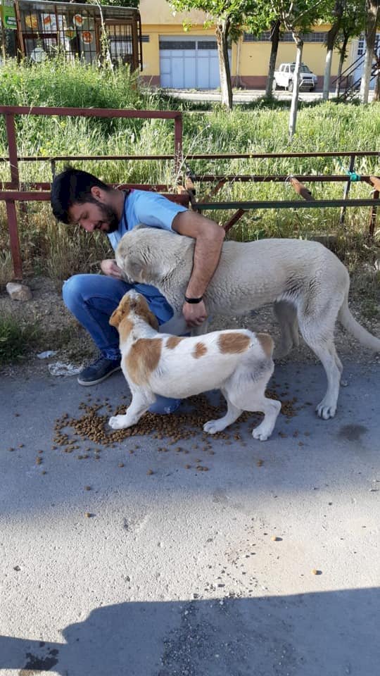 Hayatlarını sokak hayvanlarına adadılar