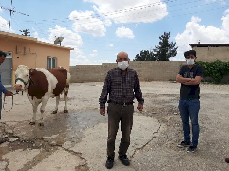 Nizip’li çiftçi 'Biz bize yeteriz' kampanyasına ineğini bağışladı