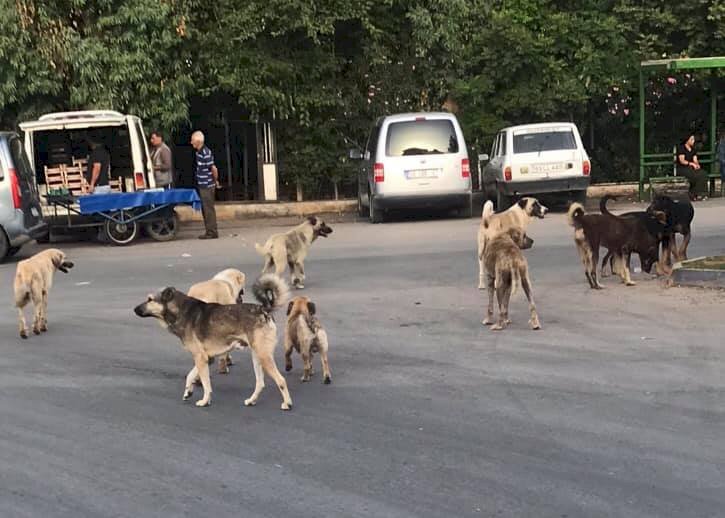 Başıboş Köpekler Tehlike Saçıyor