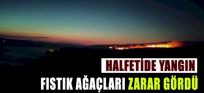 Halfeti ilçesinde ot yangını fıstık ağaçlarına zarar verdi 