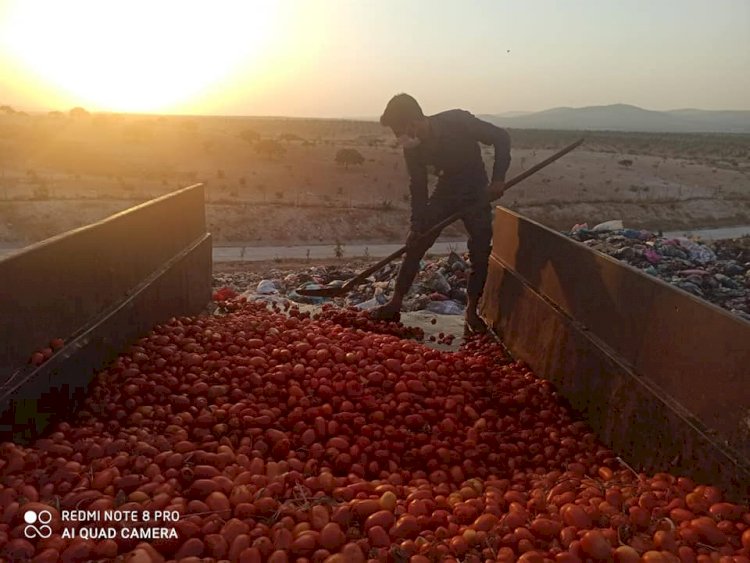 Çürümüş domatesleri salça yapıp satacaklardı