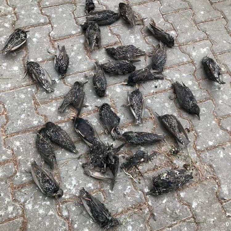 Nizip'te Sığırcık Kuşların esrarengiz ölümü 