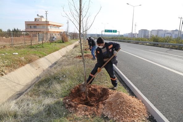 Nizip’te ağaçlandırma çalışmaları