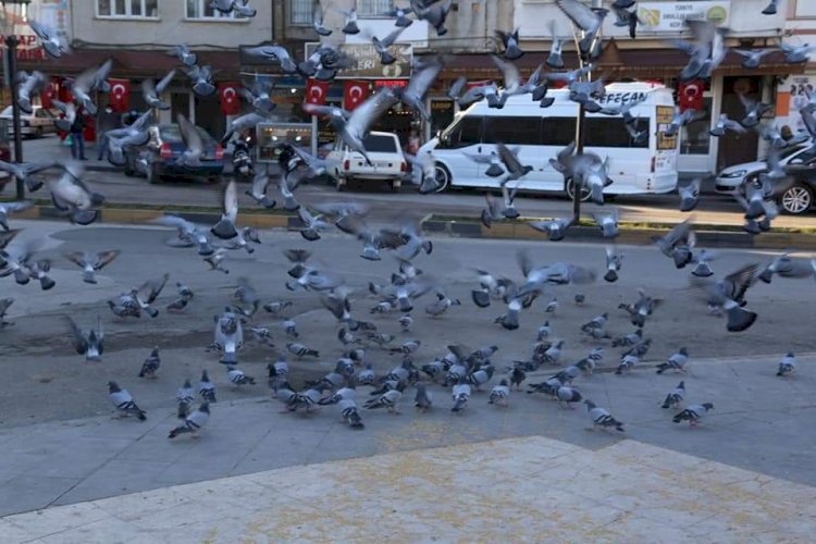 Nizip Belediyesi Sokak hayvanlarını unutmuyor