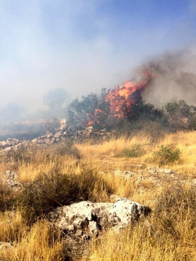Ormanlık alanda başlayan yangın fıstık tarlasına sıçradı