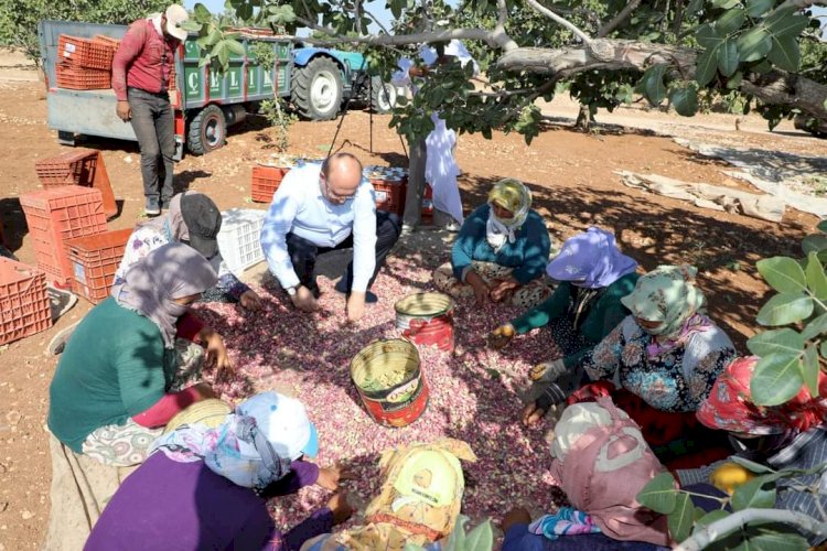 Belediye Başkanı Sarı, fıstık hasadında