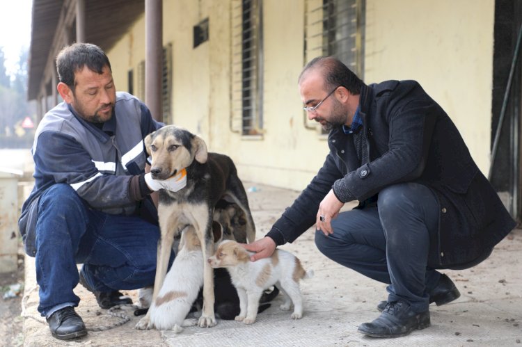 Çatıda mahsur kalan anne ve yavru köpekleri Belediye ekipleri kurtardı