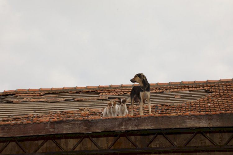 Çatıda mahsur kalan anne ve yavru köpekleri Belediye ekipleri kurtardı