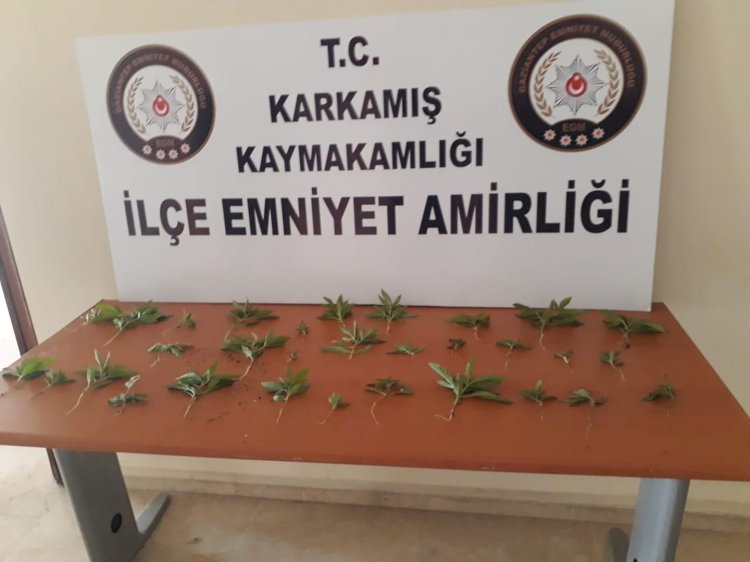 Çiçek saksısı içinde kenevir yetiştiren şahıs yakalandı