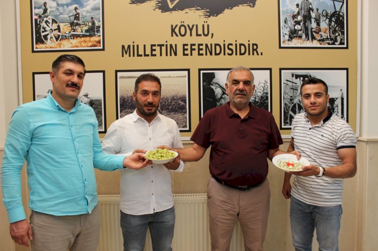 Ziraat Odasından İlk Boz Fıstığa Altın Ödülü