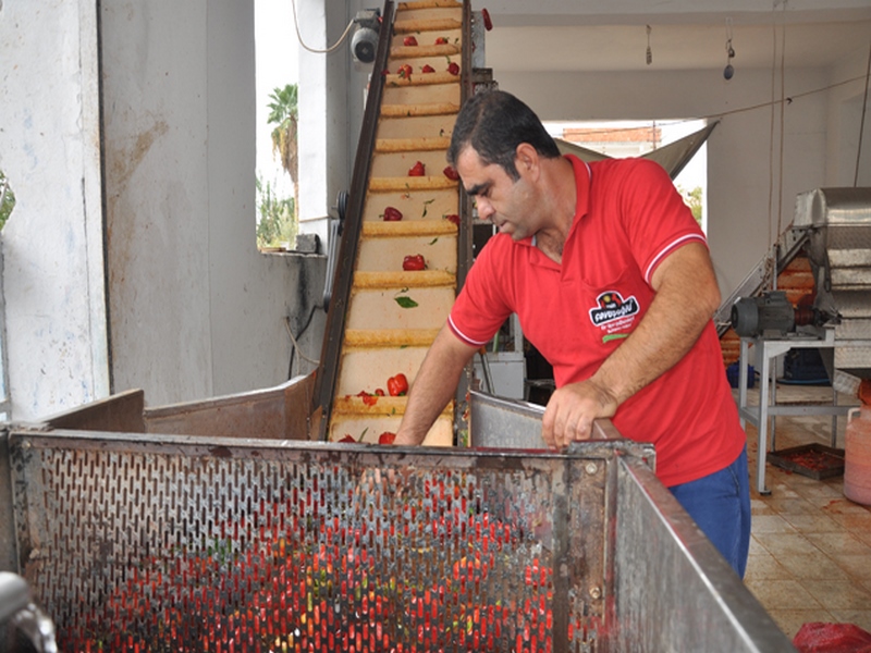 SALÇALIK BİBERLER ÇEKİLİYOR