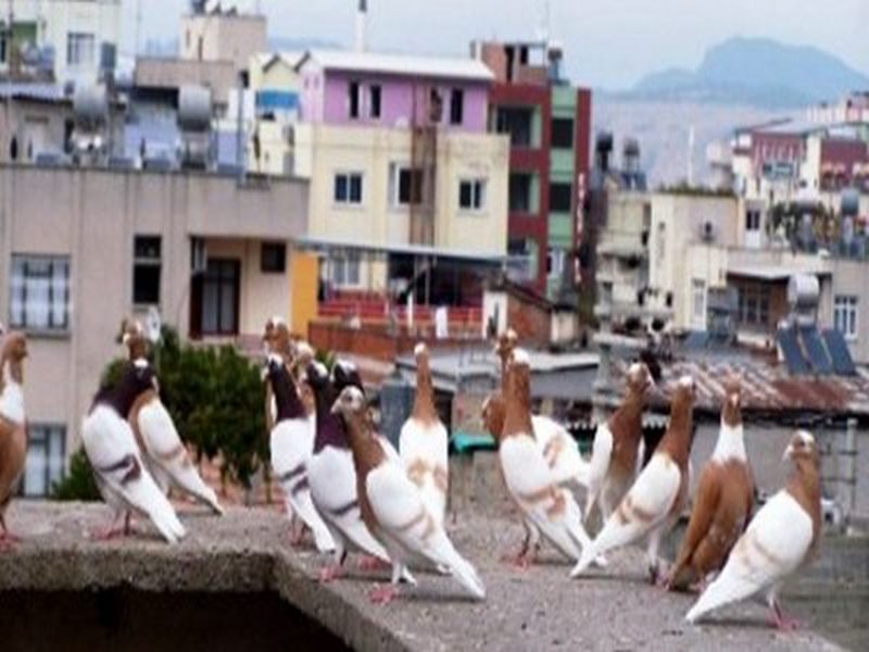 Güvercin Hırsızları Tutuklandı