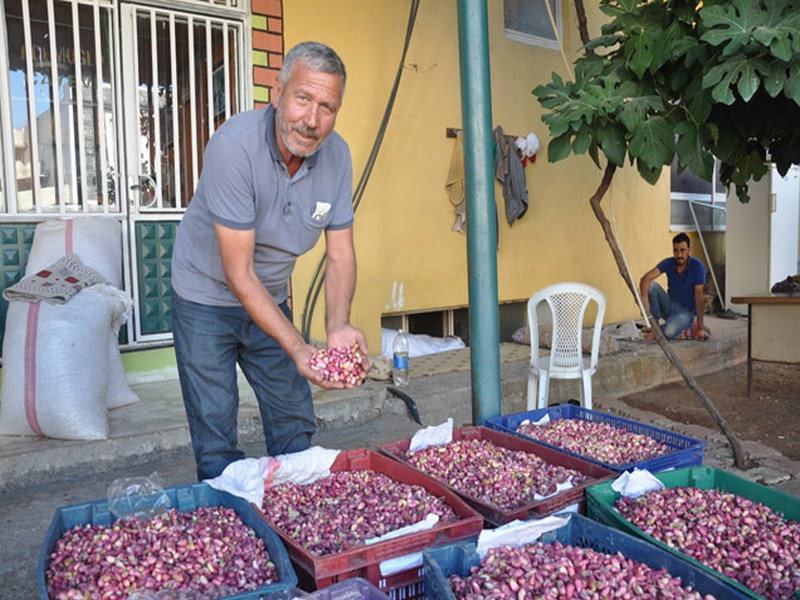 Nizipte fıstık satışlarında durgunluk